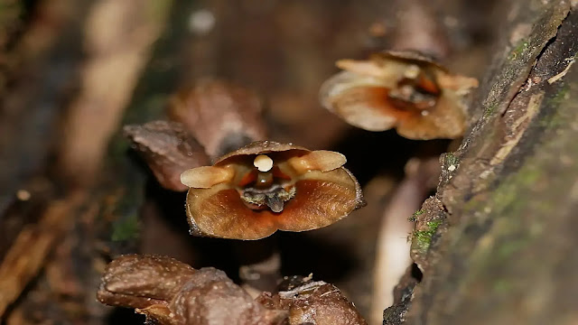 Gastrodia agnicellus