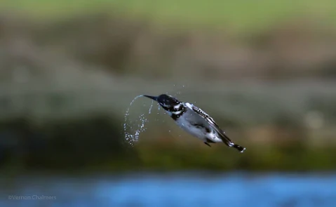 Auto ISO Study for Birds in Flight / Fast Action Photography