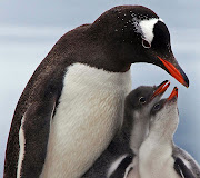 Life of Sea . Penguin . Penguins are a group of aquatic, flightless birds . (penguin )