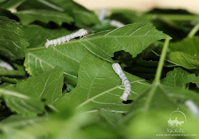 Silk Production in Uzbekistan