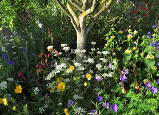 Orlaya grandiflora in mixed planting