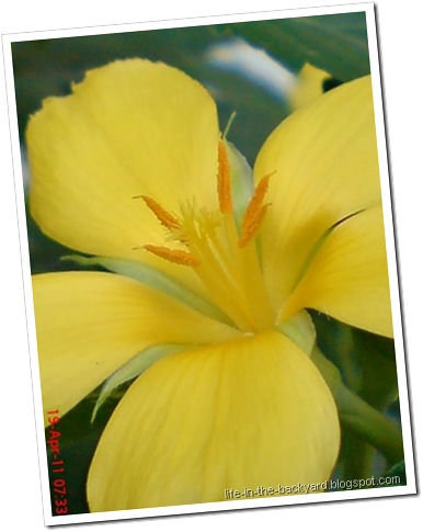 Turnera ulmifolia_ramgoat dashalong 3