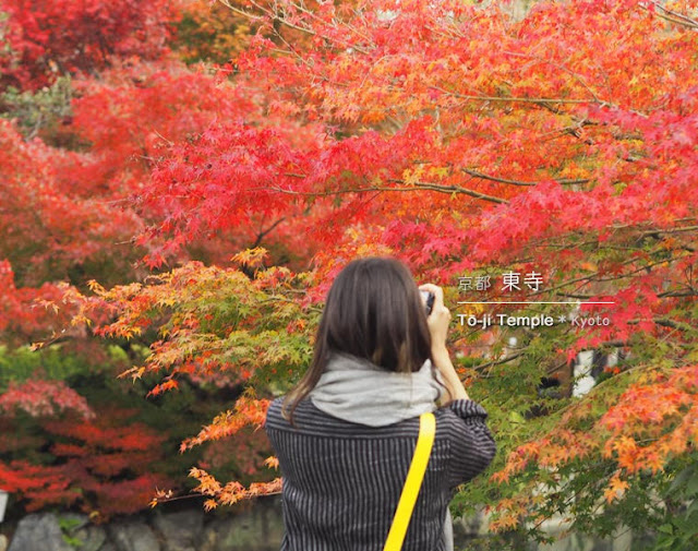 [京都] 東寺の紅葉