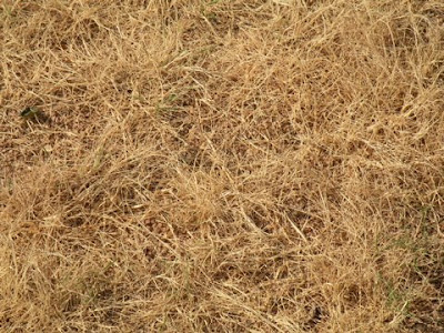 Zoysia Grass In Winter. Bermuda+grass+in+winter