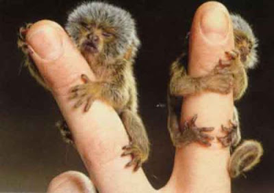 Finger Monkey Seen On www.coolpicturegallery.us