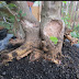 Tips and tricks treating bonsai stsrblus asper