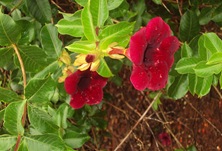 Natureza - flores [Rosemeire Rocha no Flickr]