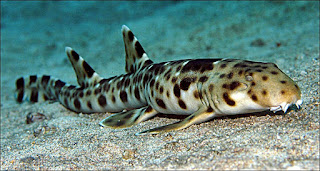 Epaulette Shark