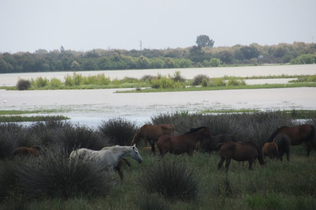 halfwilde paarden bij Donana Nationaal Park