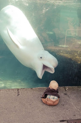 Curiosa imagen de ballena blanca y bebé 