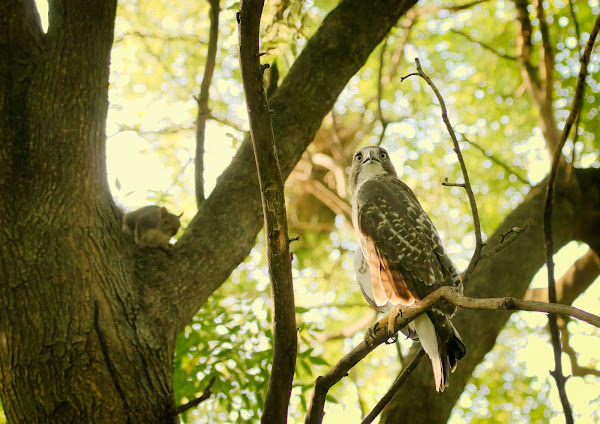 Tompkins Square red-tailed hawk fledgling