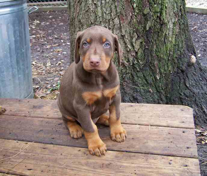 Doberman Pinscher Puppies