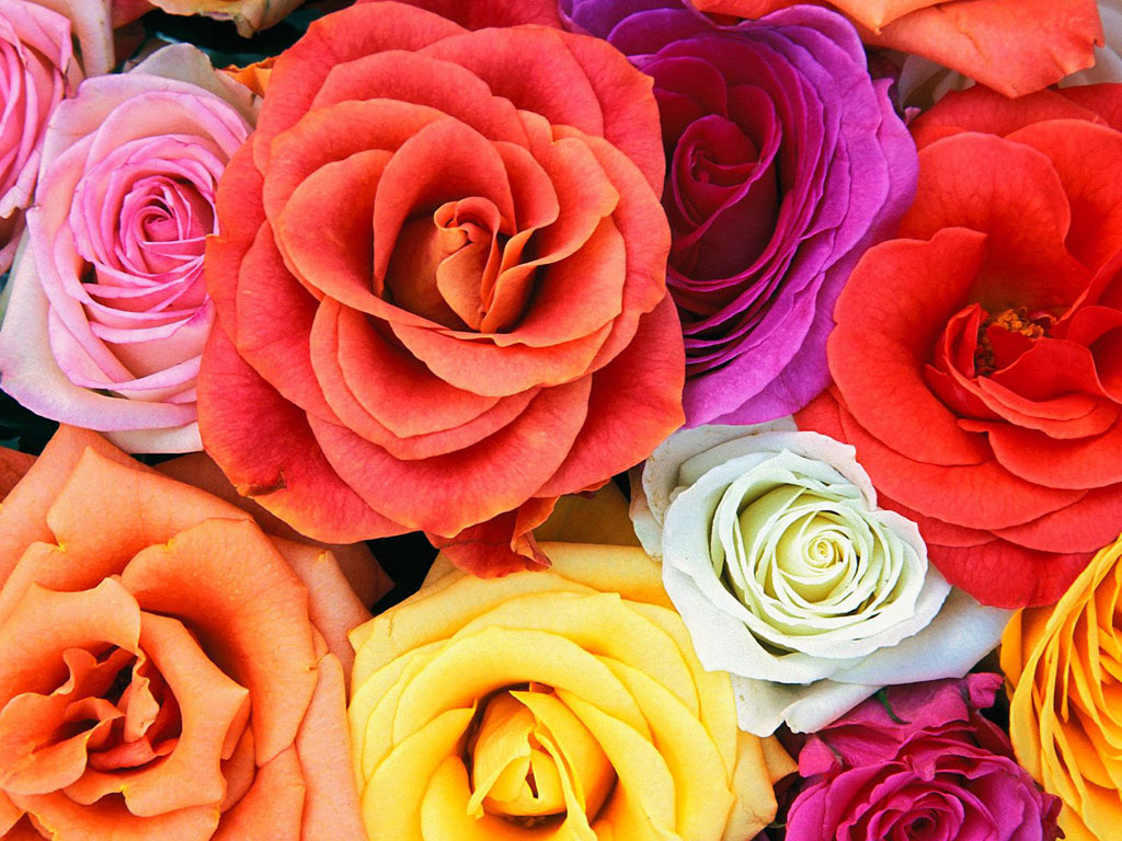 Love Rose Flower Wallpaper