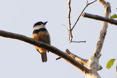 White necked Puffbird