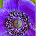 Anemone coronaria 'Mona Lisa'