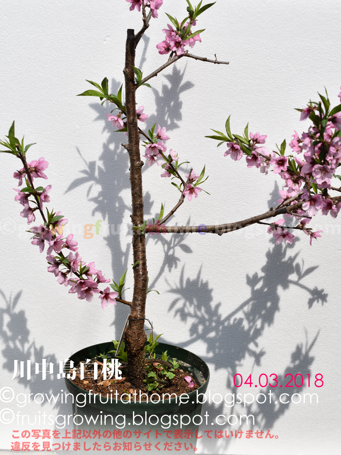 初心者でもできる桃の育て方 鉢植え プランター編 おいしい鉢植え果樹の栽培育て方 自宅を果樹園に 初心者でもできる桃の育て方 鉢植え プランター編 おいしい鉢植え果樹の栽培育て方 自宅を果樹園に