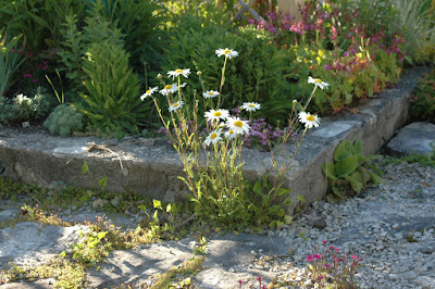 Chrysanthemum leucanthemum