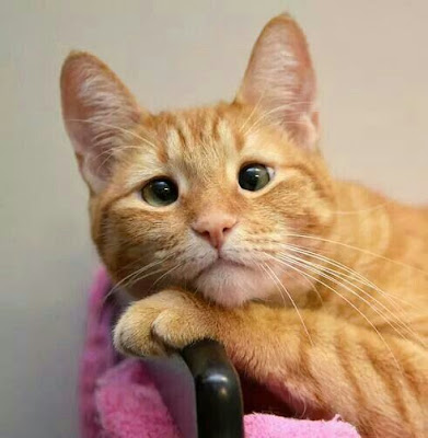 Imagen de gatito beige de mirada triste 