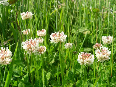 Wild Flower: White Clover