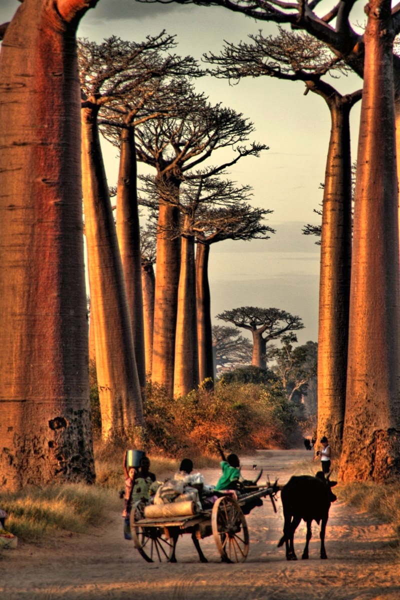 Baobab Madagascar