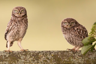 Little Owl DFBridgeman