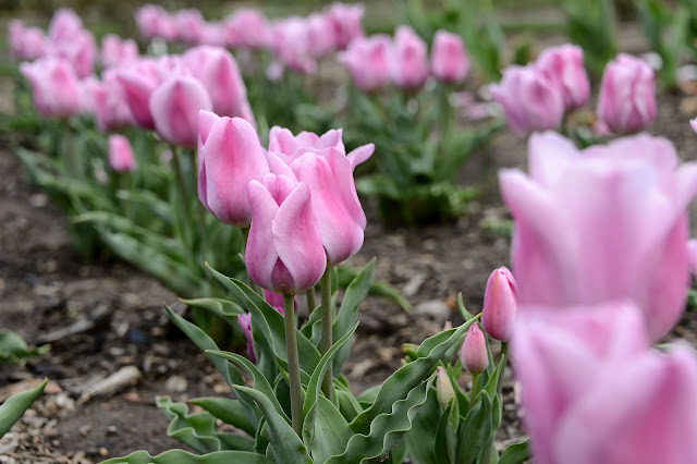 Biltmore Blooms