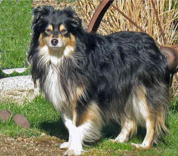 australian shepherd small