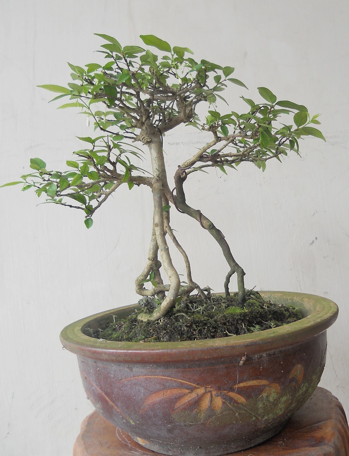  Keunikan BONSAI  kreativiti pemiliknya