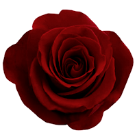 Картинка хорошего качества цветок роза,отлично различаются лепестки бутона,фон прозрачный,файл png