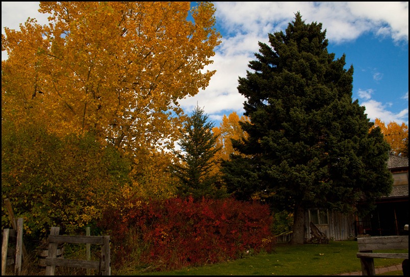 Fall Colours