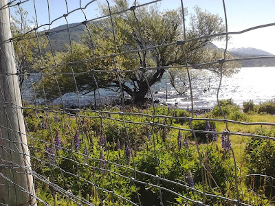 Alambran la costa del Lolog en San Martín de los Andes.-