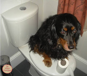 Molly The Wally is not a happy bunny.