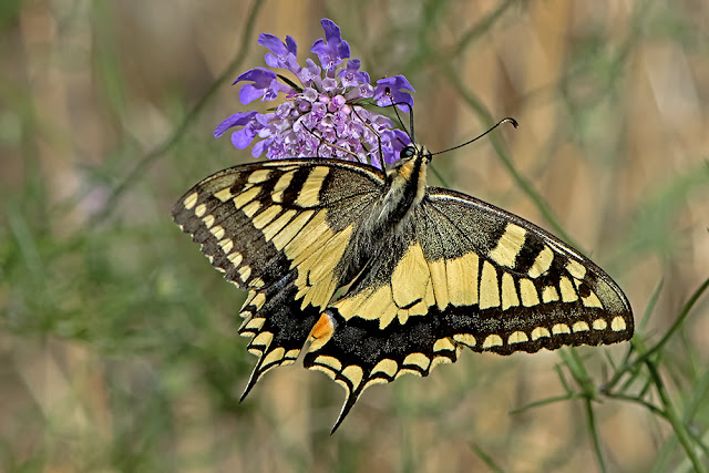 Papilio machaon the Swallowtail butterfly