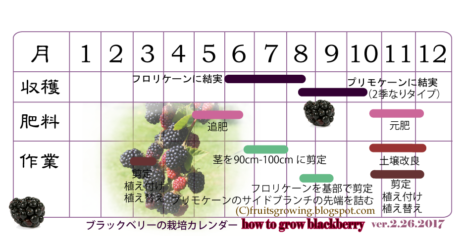 鉢植えブラックベリーの育て方 おいしい鉢植え果樹の栽培育て方 自宅を果樹園に