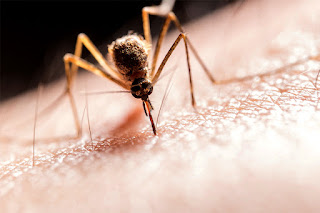 Mosquitoes put garage door repair technicians at risk