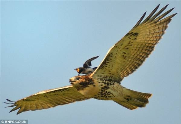 Burung raja udang mendarat atas belakang burung helang 