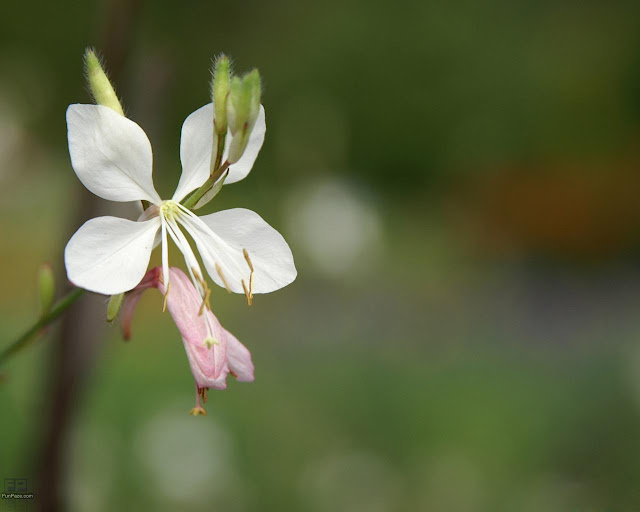 Flowers HD Desktop Wallpaper -06