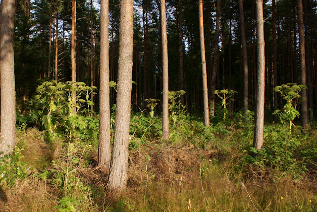 Jätteloka