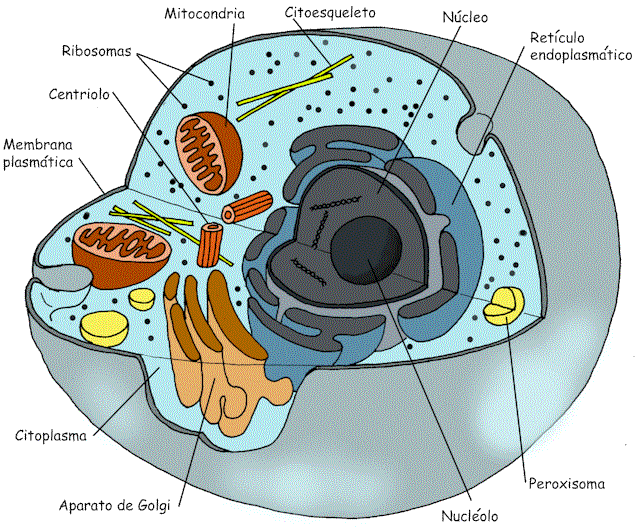 celula procariota y eucariota. las células Procariota y