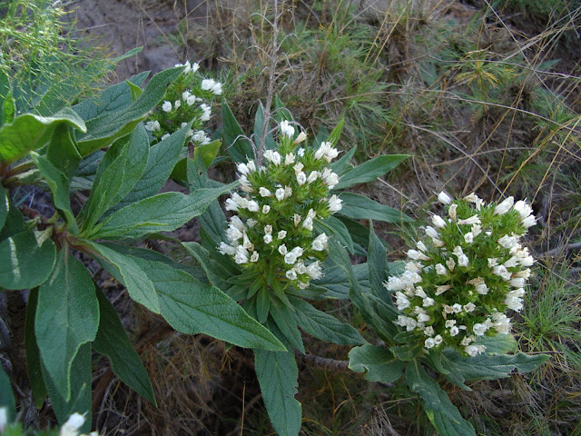 Echium onosmifolium subsp. spectabile