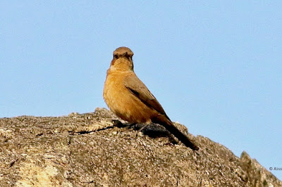 "Brown Rock Chat - Oenanthe fusca, perched on a rock scanning for insects."