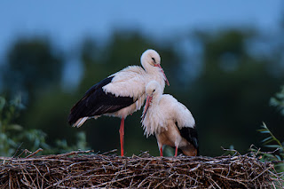 Wildlifefotografie Lippeaue Weißstorch