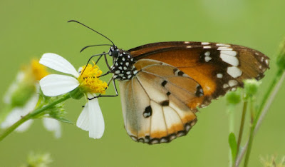 Plain Tiger (Danaus c chrysippus)