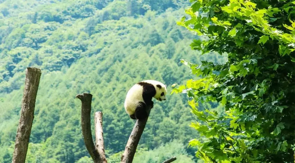 الباندا - الحياة وحدها على الشجرة