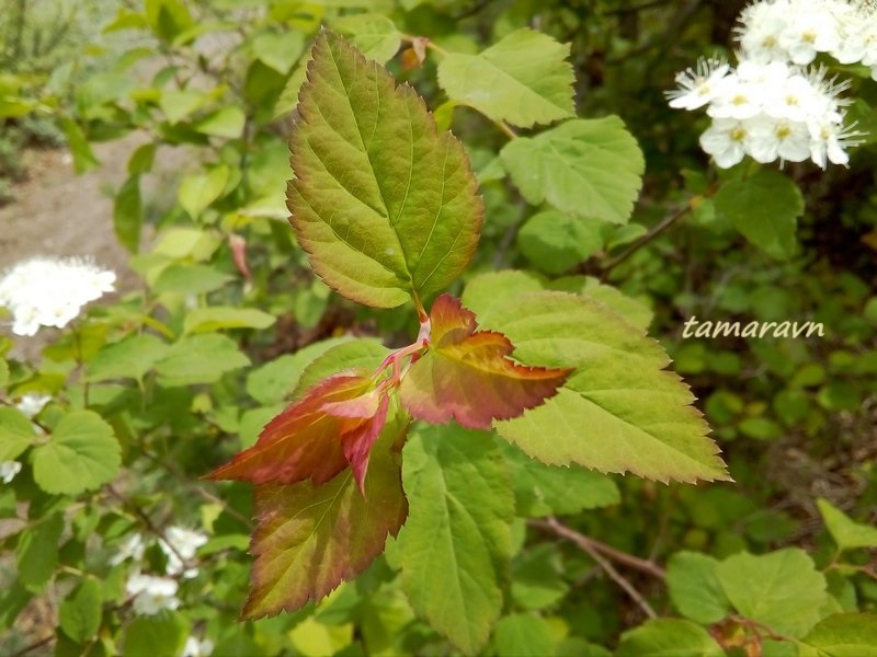 Смотрите также тему:  Спирея уссурийская / Таволга уссурийская (Spiraea ussuriensis)