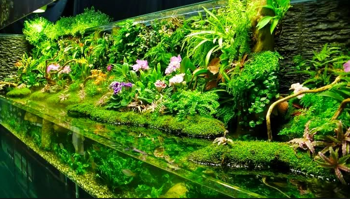  Hiasan  Aquascape