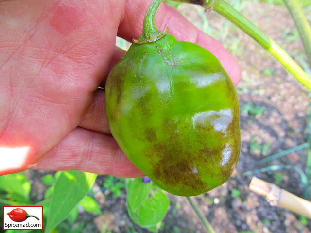 Guatemalan Orange Rocoto - 2nd September 2023