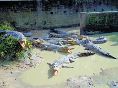 ভালুকায় বাণিজ্যিকভাবে কুমির চাষ: আবারো দুই কোটি টাকার চামড়া যাচ্ছে জাপানে by আসাদুজ্জামান