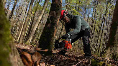 Cara Terbaik untuk Menebang Pohon di Hutan