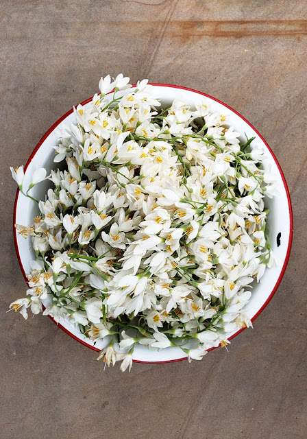 Styrax flowers